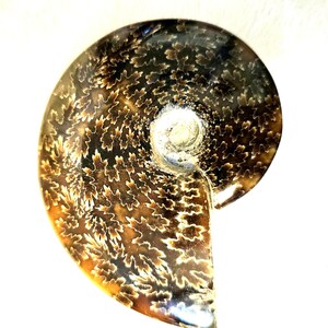 Natural sutured ammonite fossil from Madagascar.