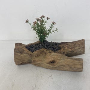 Übertopf Blumengarten • Holzblume Natürlich Dekoratives Home Design Zuhause • Blumentopf Handgefertigtes Einzigartiges Vase Geschenk für Sie Winter Garten Design