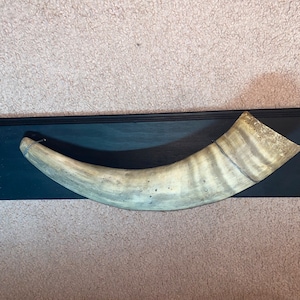 Mounted Bull Horn