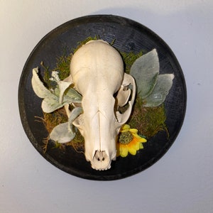 Raccoon Skull Art