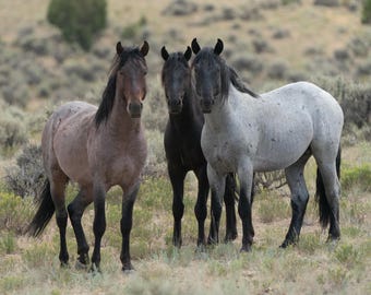 Young Wild Stallions - Spirit of the West