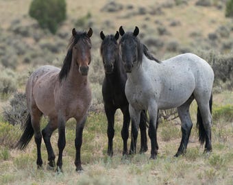 Young Wild Stallions - Spirit of the West