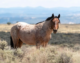 Guardian of the Herd - Wild Stallion