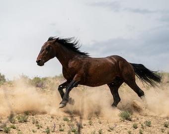 Mordecai A Wild Stallion in Pursuit - A Moment of Raw Power