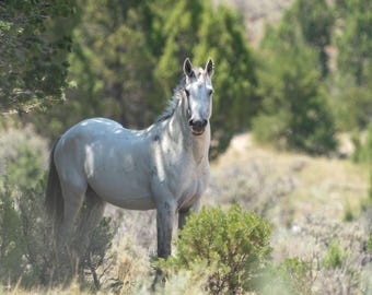 Wild Horse Stallion "Eight"