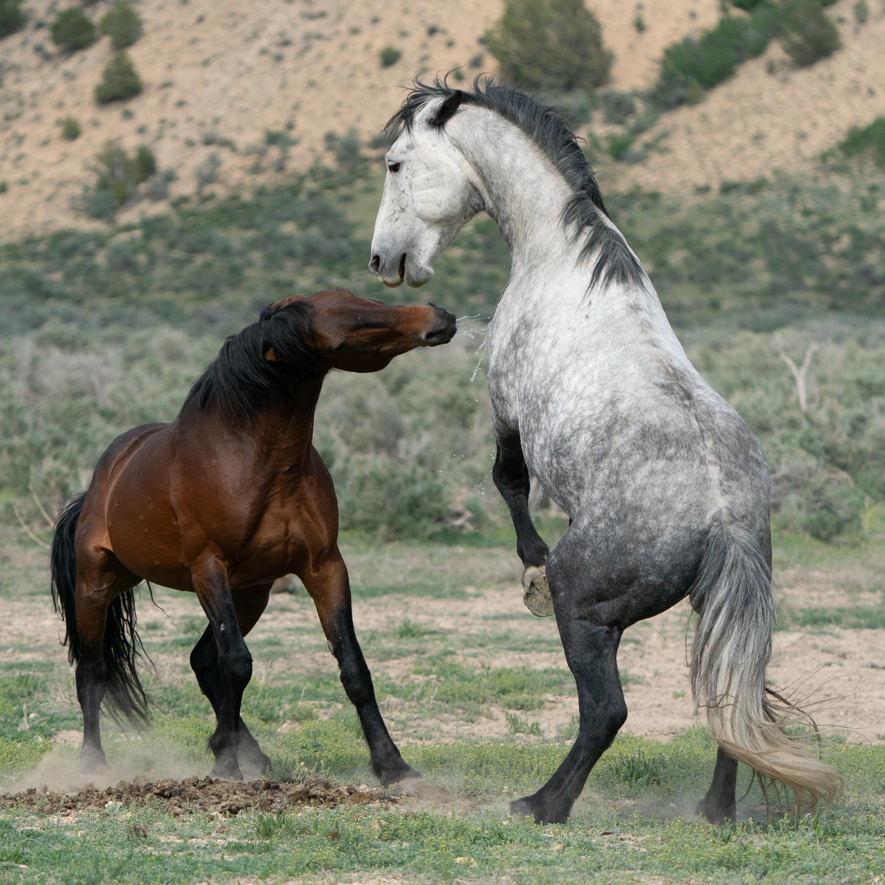 Wild Stallions Spitting Mad