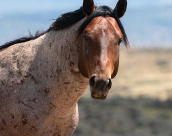 Cinnamon: Portrait of a Wild Stallion