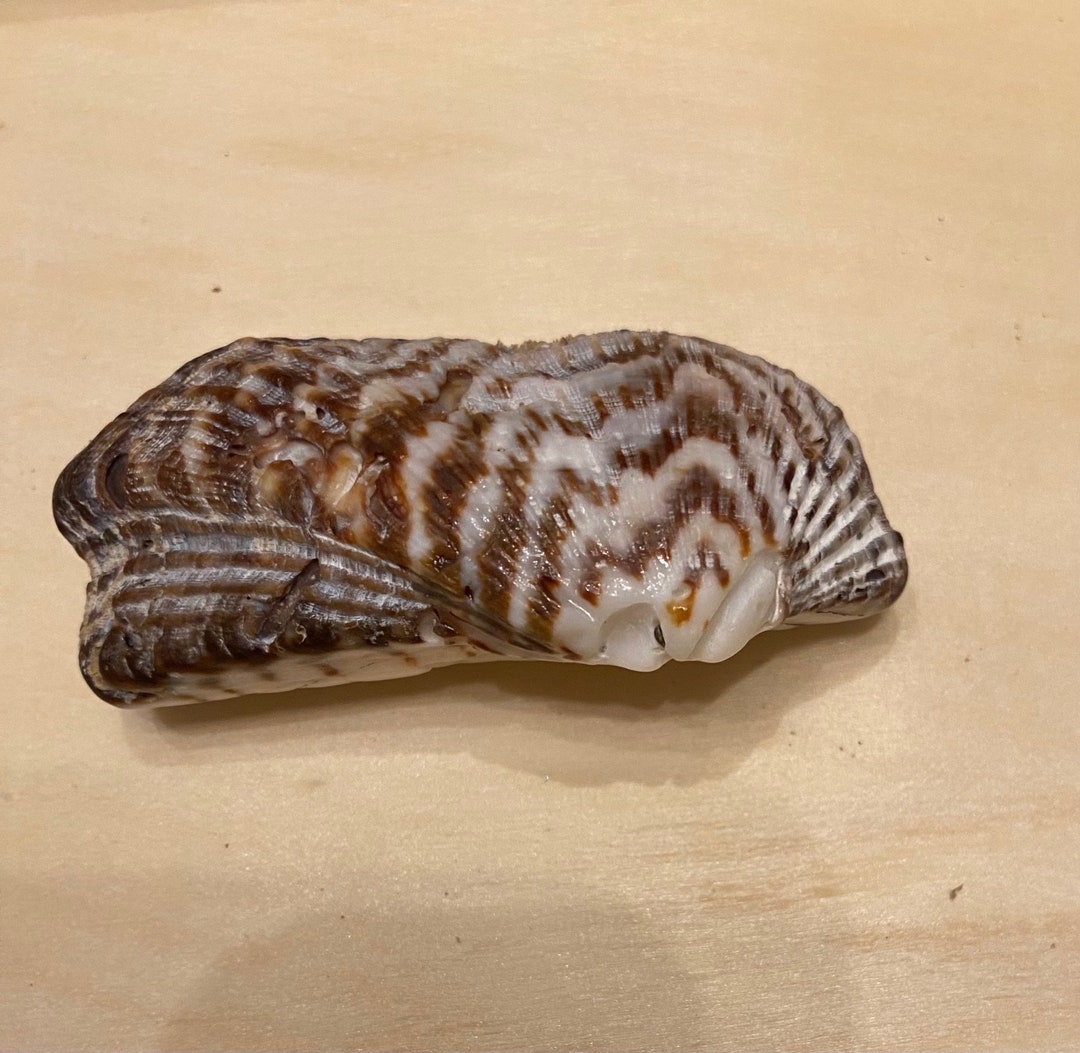 Unique Shell Drawer Pulls Etsy