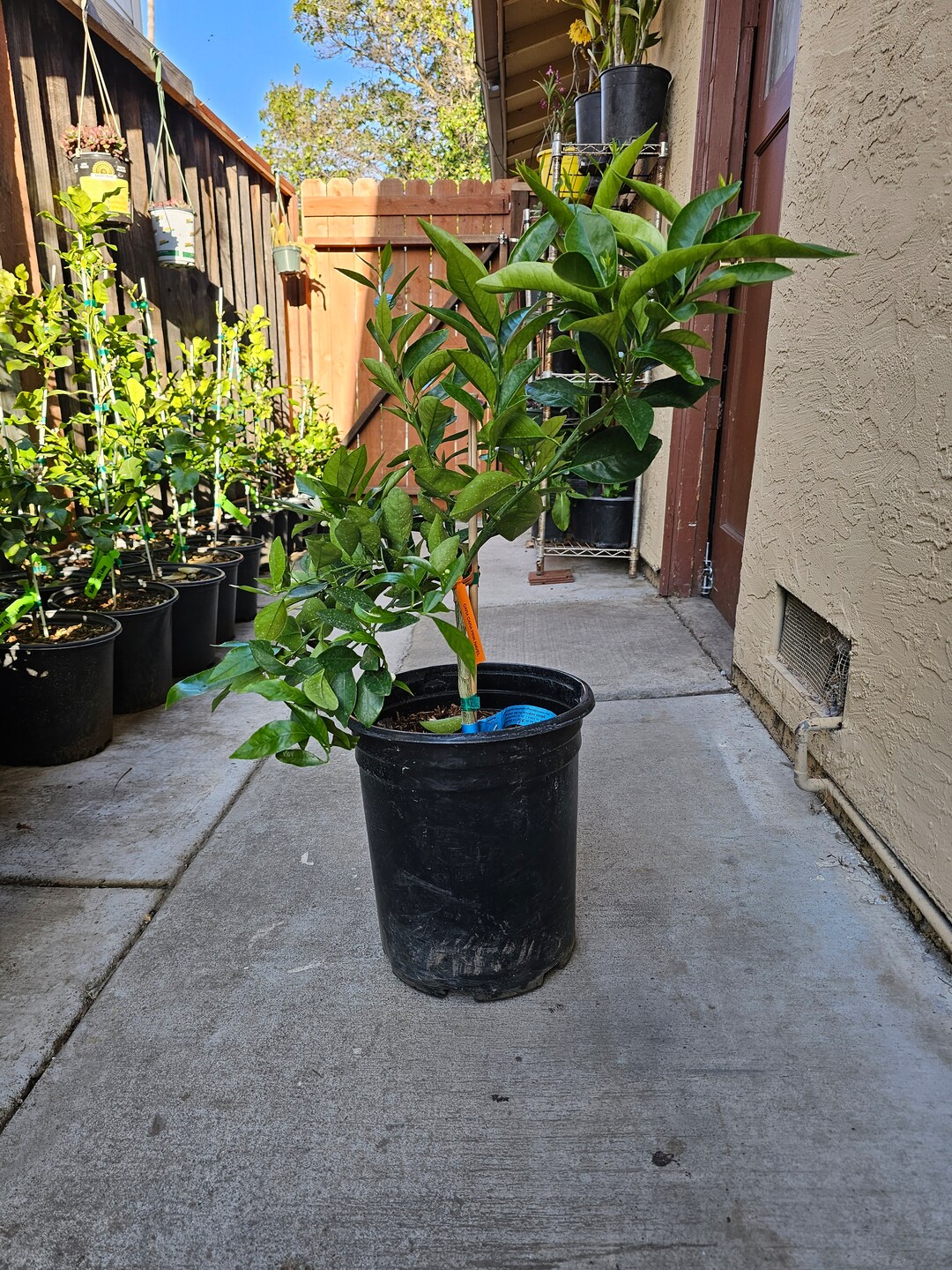 Cara Cara Pink Navel Orange Etsy