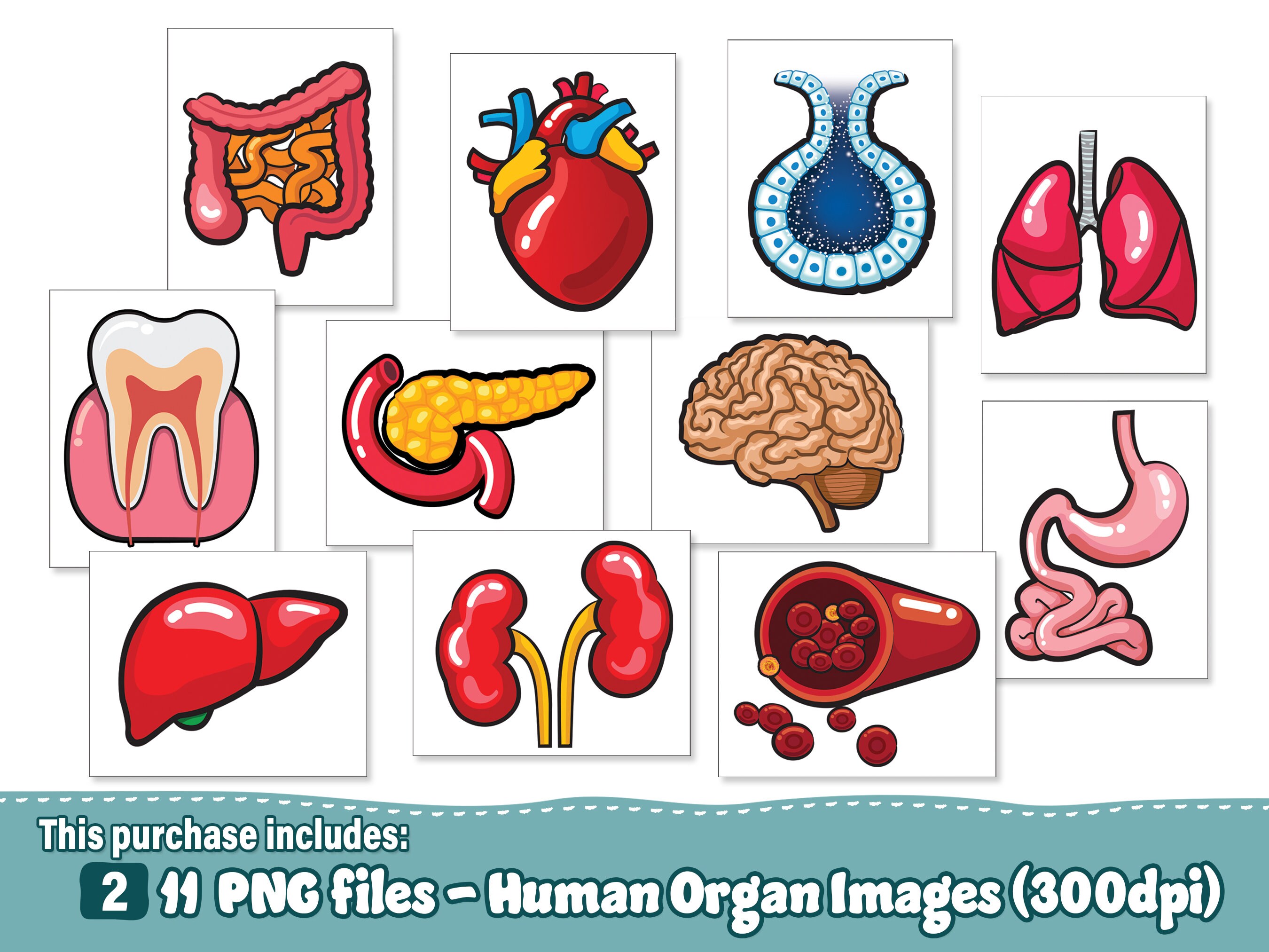 Organs Border Transparent Human Organ Seamless Design: Medical PNG Bundle (digital Download) - Etsy