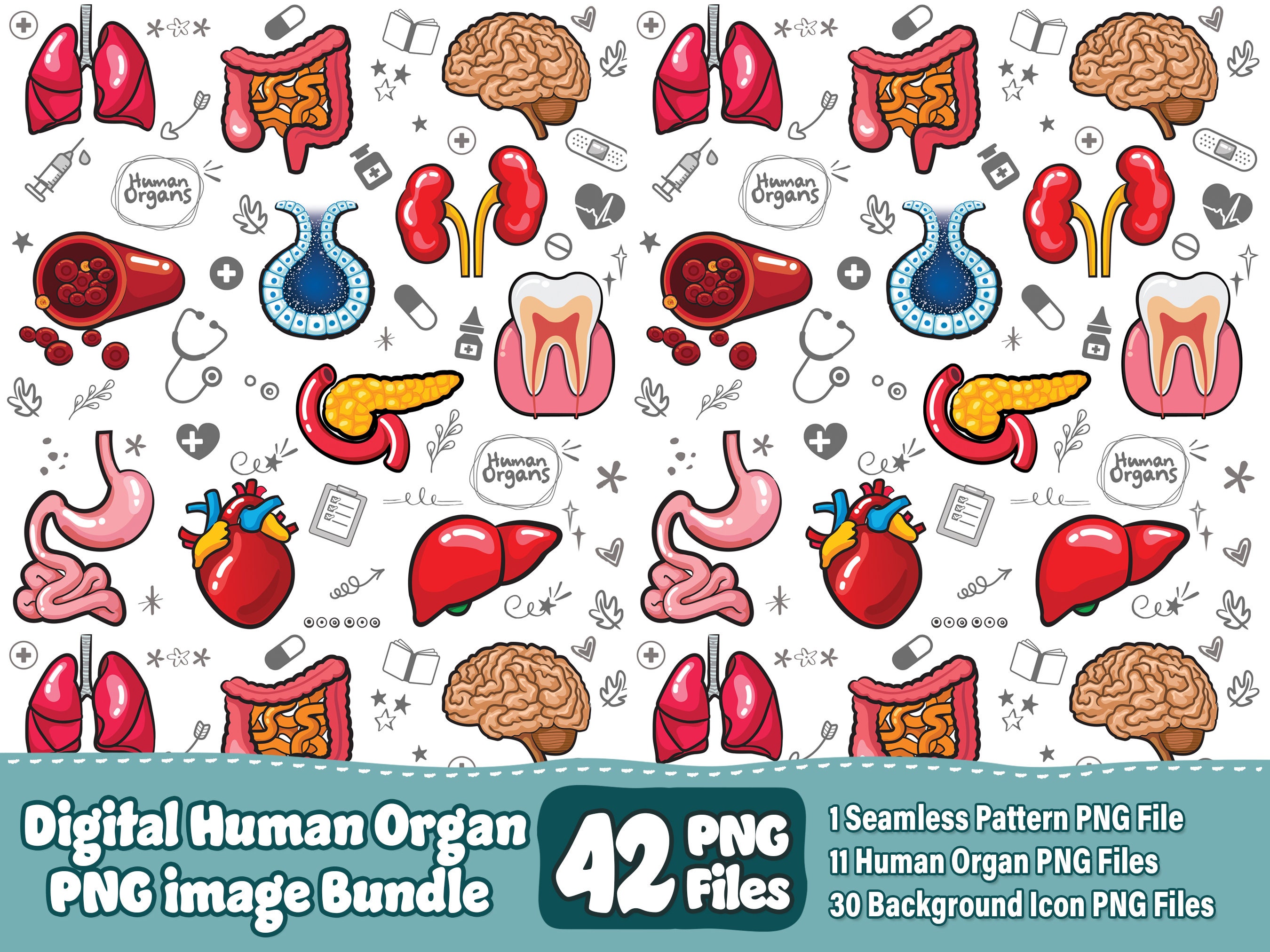 Organs Border Transparent Human Organ Seamless Design: Medical PNG Bundle (digital Download) - Etsy