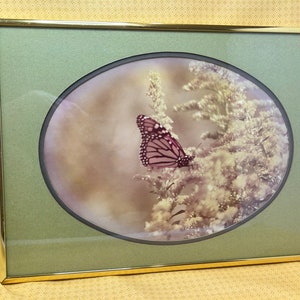 Vintage Framed Butterfly Wall Art