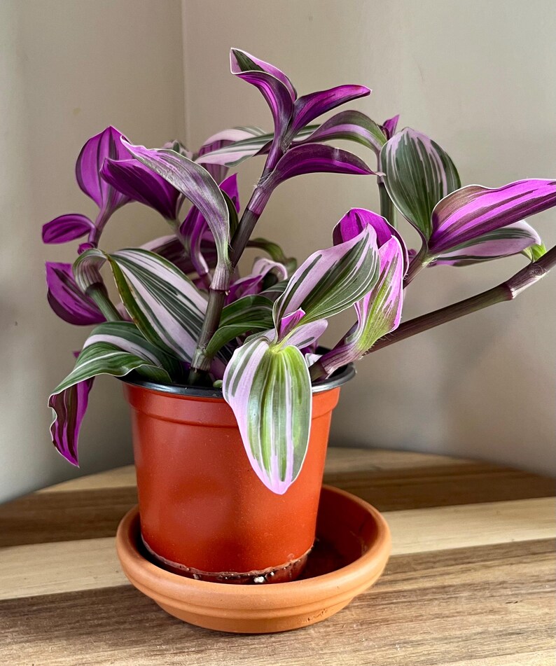 MistysPlantStudio Tradescantia Nanouk Plant - Thumbnail 2