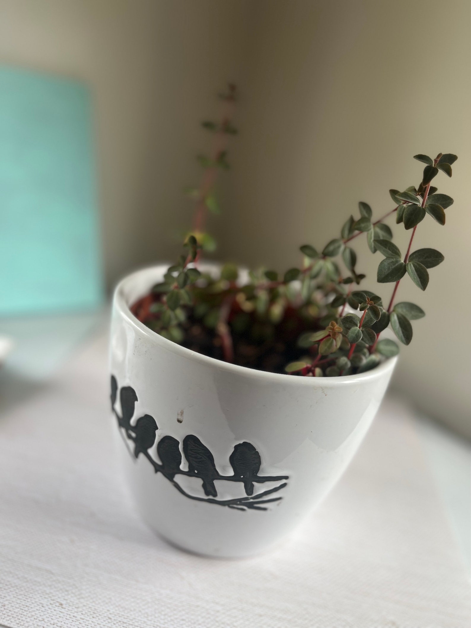 Belly Button Peperomia Plant Etsy