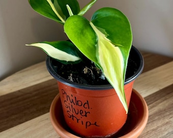 Philodendron Cream Splash - 6" From Myplants - Etsy