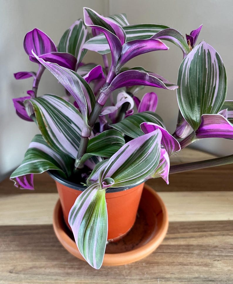 MistysPlantStudio Tradescantia Nanouk Plant - Thumbnail 3