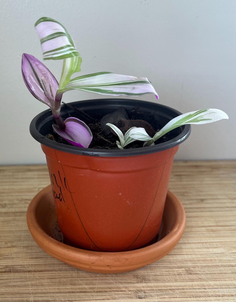 MistysPlantStudio Tradescantia Nanouk Plant - Thumbnail 4