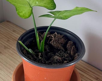 May include: A small green plant with large leaves in a brown plastic pot with a matching saucer. The plant is potted in dark brown soil.