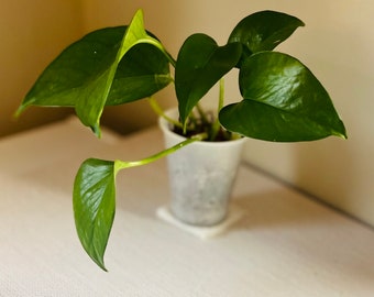 Green pothos