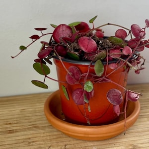May include: A potted plant with vibrant red and green leaves. The plant is in a bright orange pot, sitting on a matching saucer. The leaves are round and the stems are thin and trailing.