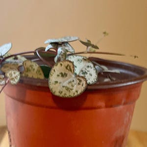 May include: A String of Hearts plant in a terracotta pot. The plant has heart-shaped leaves with a mottled pattern of green and white. The pot is a warm orange-brown color, and the background is a light tan.