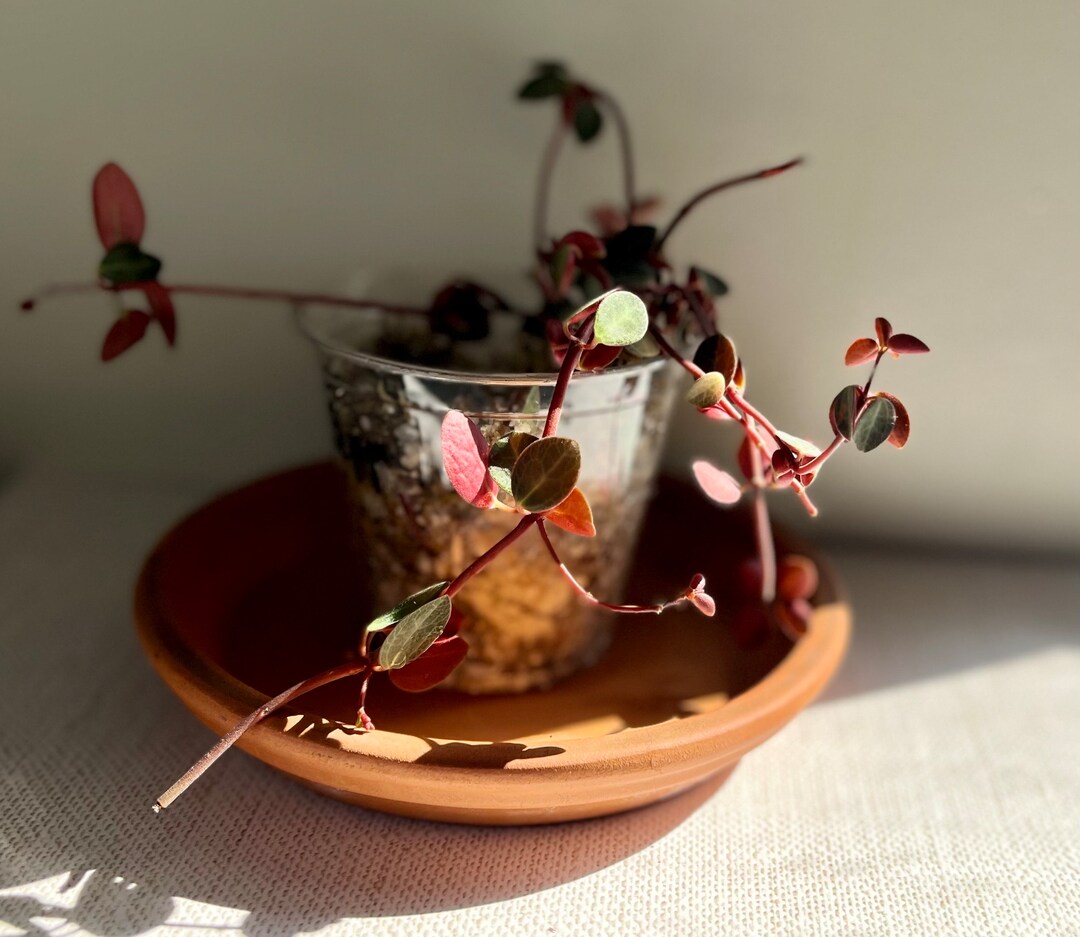 Belly Button Peperomia Plant Etsy