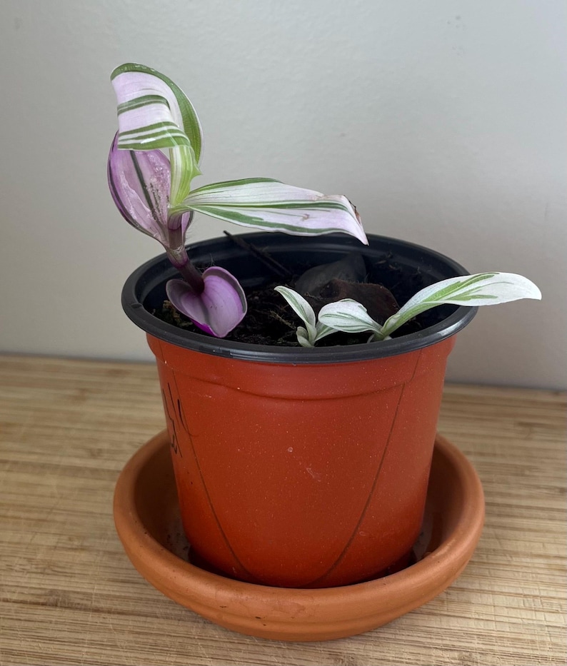 MistysPlantStudio Tradescantia Nanouk Plant