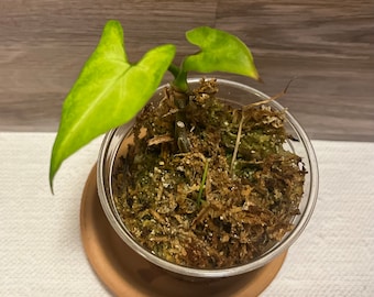 Syngonium Podophyllum Plant