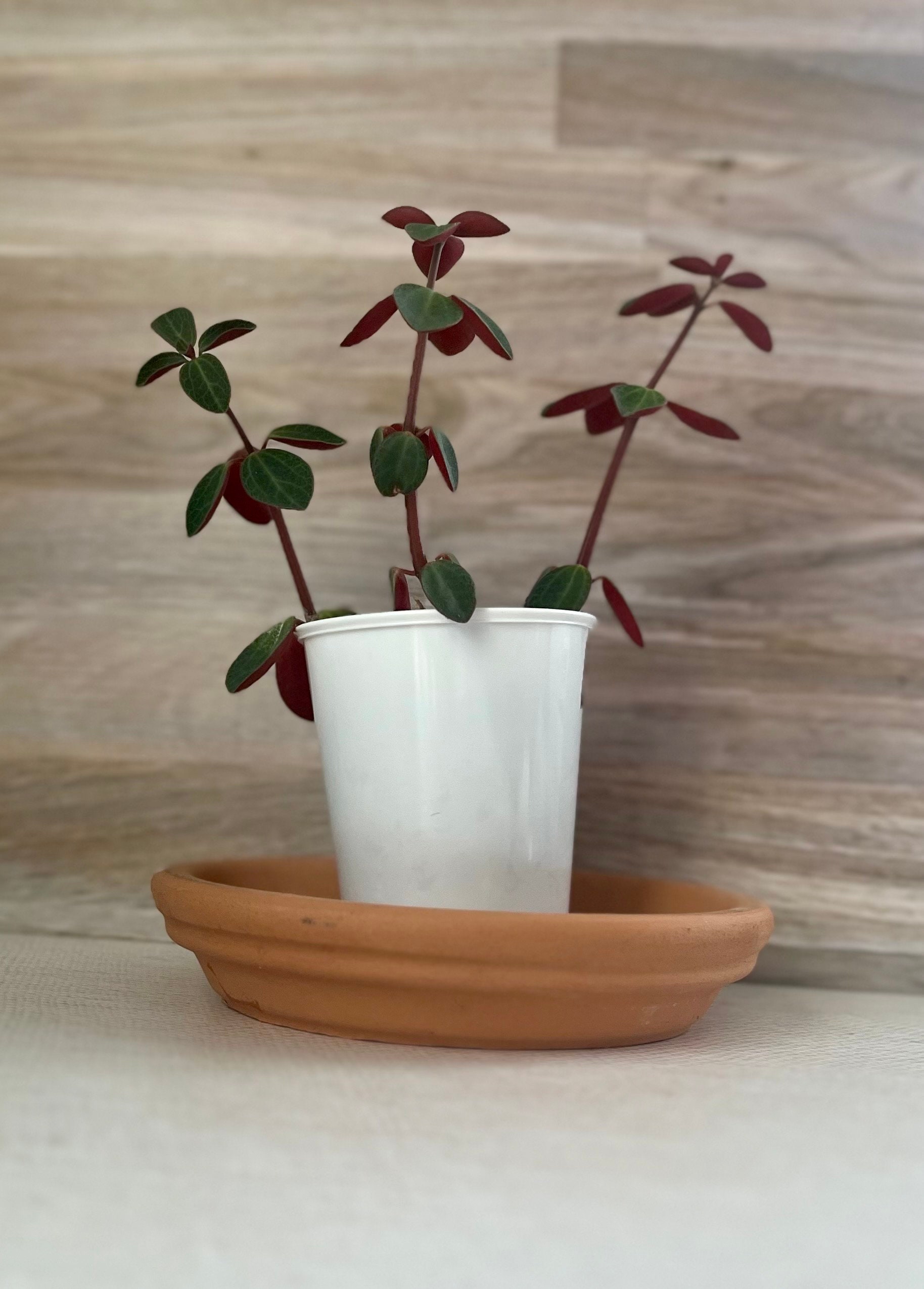 Belly Button Peperomia Plant Etsy