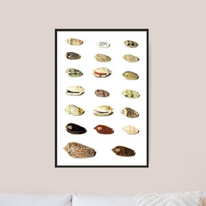 Twenty Tropical Shells by Johann Gustav Hoch 1700s | German artist | scientific seashells illustration | marine life instant download art image 1