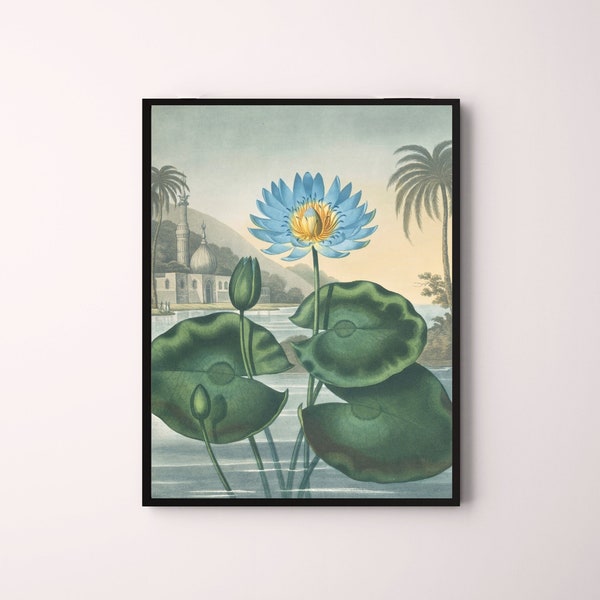 The Blue Egyptian Water-Lily by Robert J Thornton English botanical print downloadable printable vintage mixed method engraving wall art