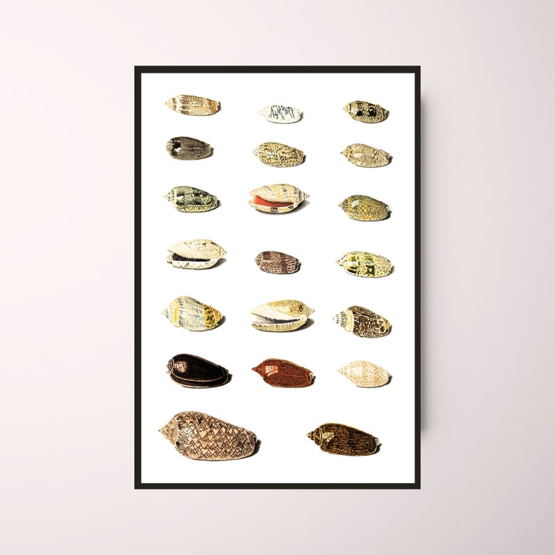 Twenty Tropical Shells by Johann Gustav Hoch 1700s | German artist | scientific seashells illustration | marine life instant download art image 10
