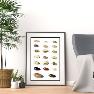 Twenty Tropical Shells by Johann Gustav Hoch 1700s | German artist | scientific seashells illustration | marine life instant download art image 8