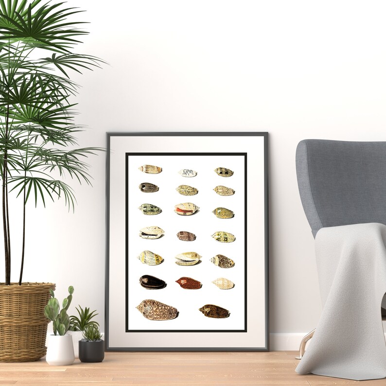 Twenty Tropical Shells by Johann Gustav Hoch 1700s | German artist | scientific seashells illustration | marine life instant download art image 8