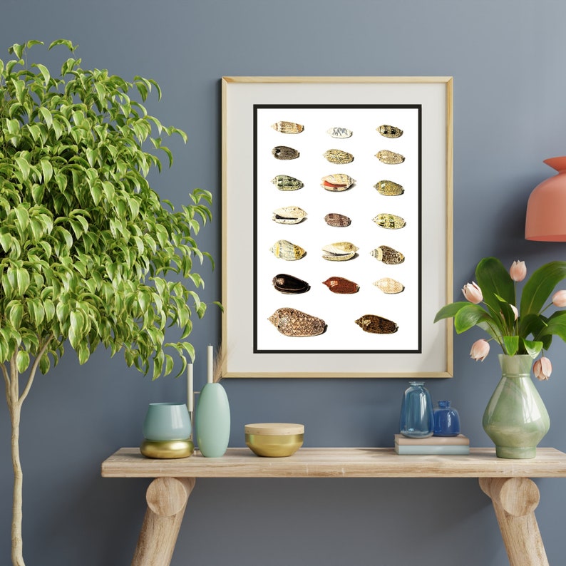 Twenty Tropical Shells by Johann Gustav Hoch 1700s | German artist | scientific seashells illustration | marine life instant download art image 5