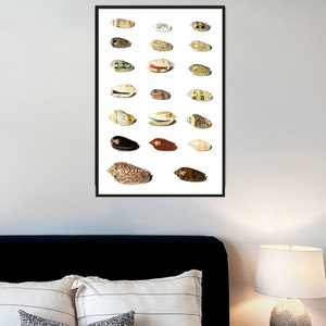 Twenty Tropical Shells by Johann Gustav Hoch 1700s | German artist | scientific seashells illustration | marine life instant download art image 3