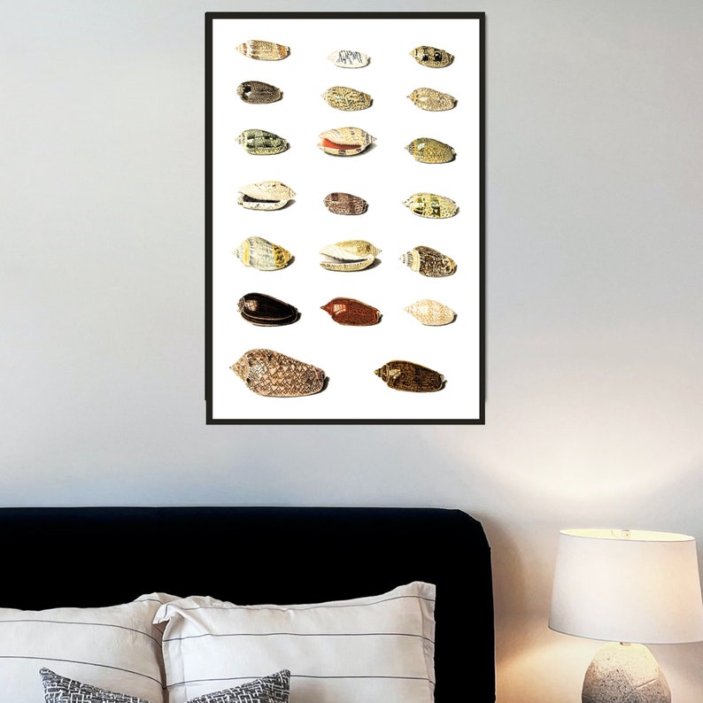 Twenty Tropical Shells by Johann Gustav Hoch 1700s | German artist | scientific seashells illustration | marine life instant download art image 3