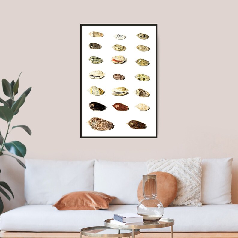 Twenty Tropical Shells by Johann Gustav Hoch 1700s | German artist | scientific seashells illustration | marine life instant download art image 1