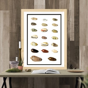 Twenty Tropical Shells by Johann Gustav Hoch 1700s | German artist | scientific seashells illustration | marine life instant download art image 6