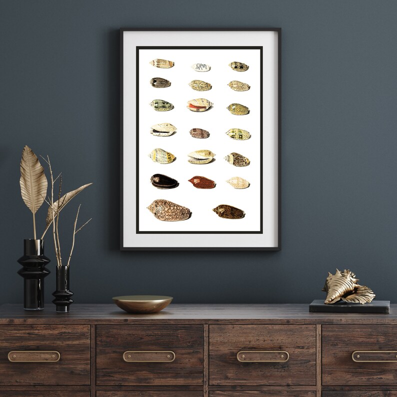 Twenty Tropical Shells by Johann Gustav Hoch 1700s | German artist | scientific seashells illustration | marine life instant download art image 7