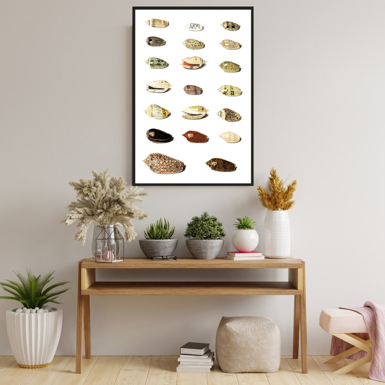 Twenty Tropical Shells by Johann Gustav Hoch 1700s | German artist | scientific seashells illustration | marine life instant download art image 2