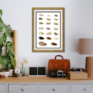 Twenty Tropical Shells by Johann Gustav Hoch 1700s | German artist | scientific seashells illustration | marine life instant download art image 9
