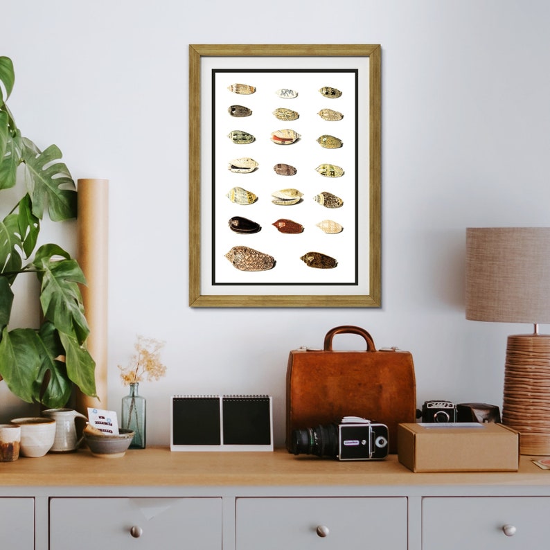 Twenty Tropical Shells by Johann Gustav Hoch 1700s | German artist | scientific seashells illustration | marine life instant download art image 9