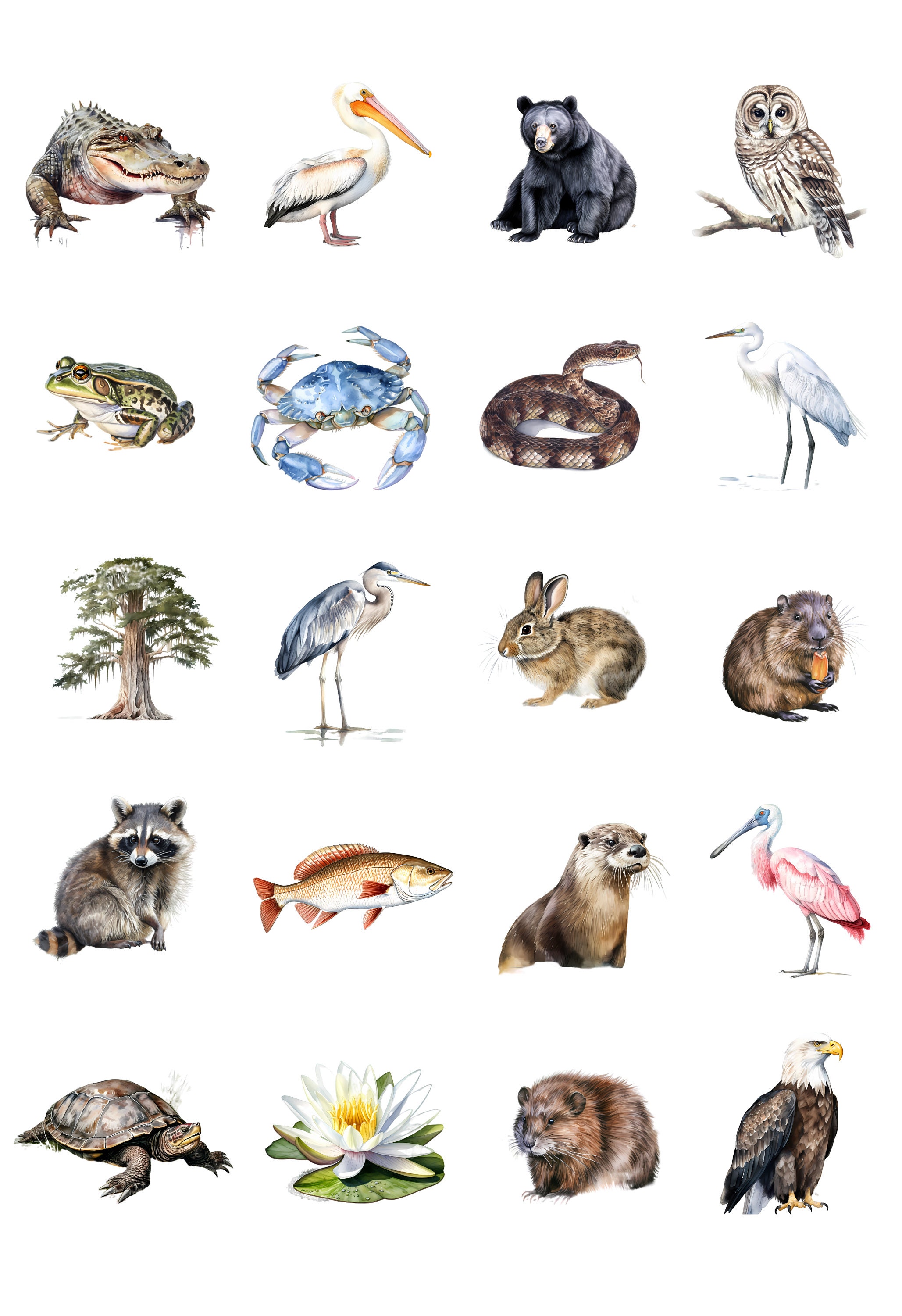 Louisiana Wildlife Watercolor Clipart Bundle, Louisiana PNG, Bayou PNG