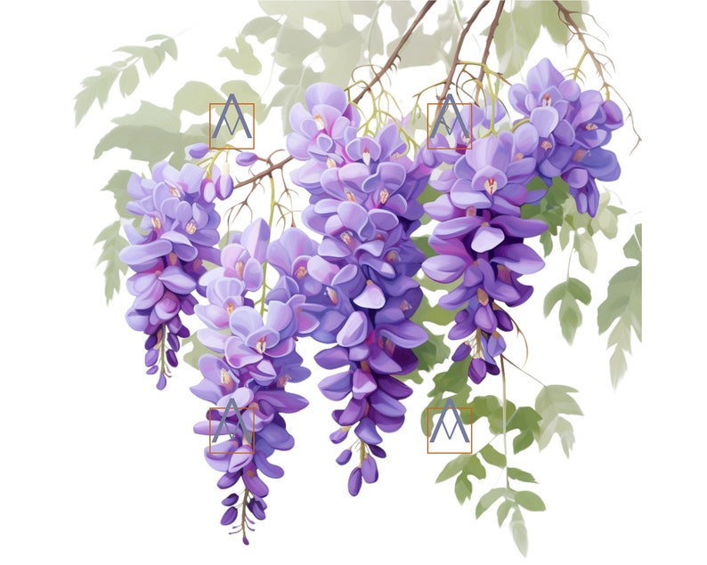 Buy Wisteria Flower Acrylic Painting Clipart High Resolution Online in India Etsy