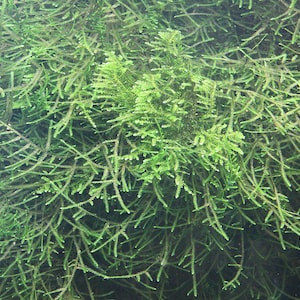 BUY 2 GET 1 FREE Java Moss (Taxiphyllum Barbieri) Easy Live Aquarium & Pond Plant, Freshwater Aquatic Moss for Fish Tanks and Aquascaping