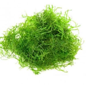 Healthy Live Java Moss for Aquariums | Low-Maintenance Aquatic Plant | Perfect for Shrimp & Fry | Baseball Sized
