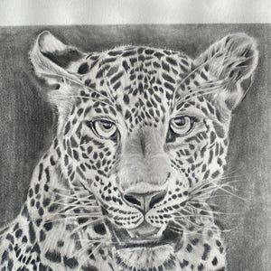 Dibujo realista de leopardo a lápiz. Boceto de vida silvestre tamaño A3. Arte de grafito hecho a mano. Decoración de pared de grandes felinos. Dibujo a lápiz.