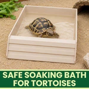 Peut inclure: Un bain de trempage beige, rectangulaire et bas pour tortues, doté d'une rampe d'accès à gradins. Le bassin est rempli d'eau et contient une petite tortue à carapace brune et noire. Le texte indique SAFE SOAKING BATH FOR TORTOISES.