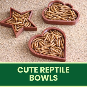 Reptile Feeding Dish and Water Bowl – Terrarium Decor for Bearded Dragons, Geckos & Reptile Lovers